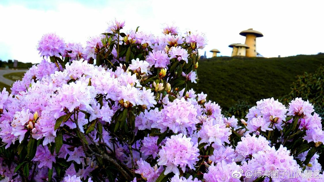 本周定投推广专业化打造您的企业中台:长期免费引流的双核心,陈奕恒大屏怼脸生图